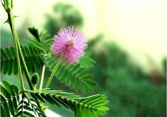 含羞草怎么養(yǎng)殖，老農(nóng)總結(jié)最實(shí)用五個(gè)養(yǎng)殖要點(diǎn)"