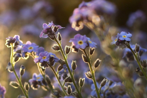 勿忘我插花要放水嗎，只要不是干花就需放水"