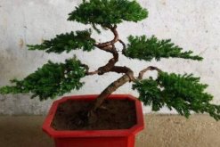 羅漢松盆景養(yǎng)殖方法，以下5點最為關(guān)鍵"