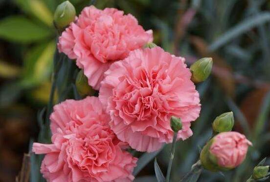 康乃馨可以吃嗎，可以吃/可制作成一道美味佳肴"