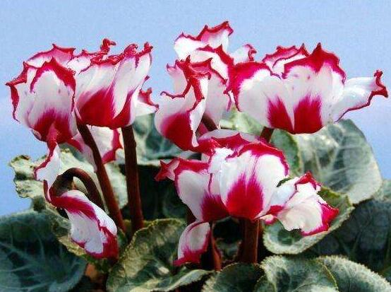 仙客來(lái)夏季的養(yǎng)殖方法和注意事項(xiàng)，只需注意五個(gè)要點(diǎn)(安然度夏)"