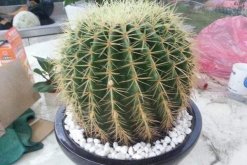 仙人球怎么扦插繁殖，4步即可完成仙人球的扦插"