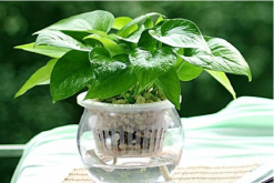 綠蘿吸甲醛嗎，被人稱為綠色凈化器"