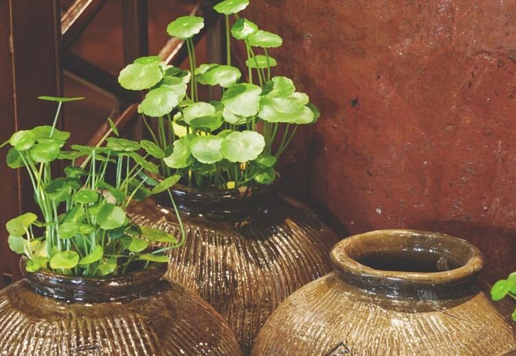 銅錢(qián)草適合放臥室嗎，不僅可以放并且作用也特別大"