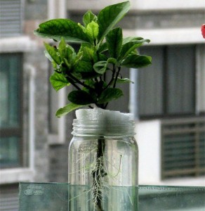 水插繁殖梔子花成活率低該怎么辦，提高成活率注意以下兩點"