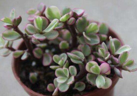 雅樂之舞怎么養(yǎng)出粉色，盆土合理/肥水結(jié)合/光照溫度適當(dāng)"