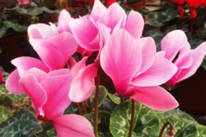 仙客來(lái)夏天怎么養(yǎng)，仙客來(lái)怎樣度過(guò)夏天"