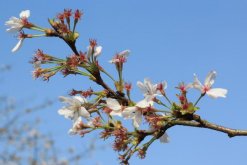 櫻花的養(yǎng)殖方法和注意事項，以下4點必須要做到"