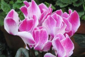 仙客來(lái)花的好處有哪些，仙客來(lái)花的養(yǎng)護(hù)技巧"