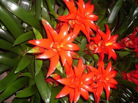 鴻運(yùn)當(dāng)頭的品種，鴻運(yùn)當(dāng)頭最出名的七個(gè)品種"