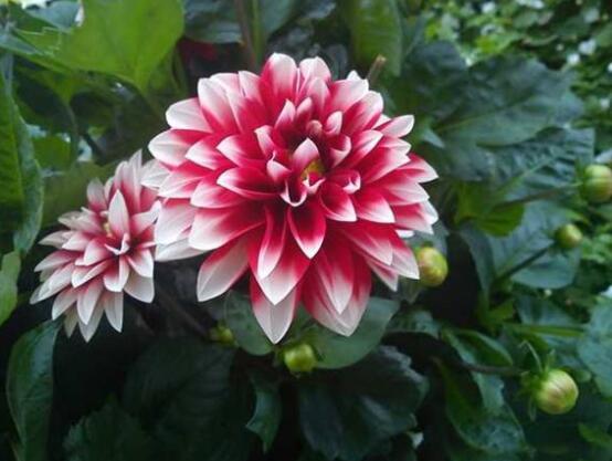 芍藥花圖片和品種名，欣賞最好看的四大品種"