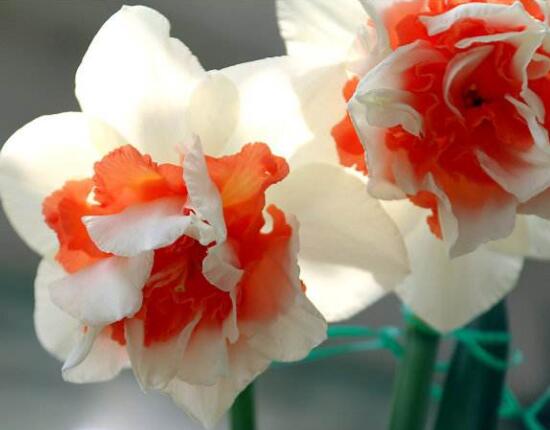 洋水仙的繁殖方法，播種與分球兩種繁殖方法"