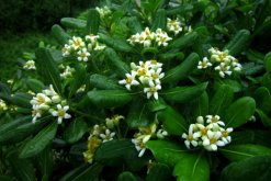 海桐怎么養(yǎng)殖，保證光照充足并控制好環(huán)境溫度"