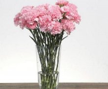 康乃馨怎么水養(yǎng)，康乃馨水培生根步驟圖"