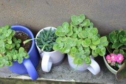 碰碰香夏天如何養(yǎng)護(hù)，控制光照并做好降溫措施"