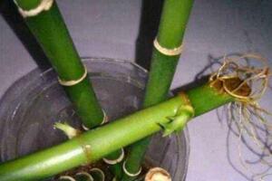 富貴竹生根技巧，固定位置用生根液浸泡"