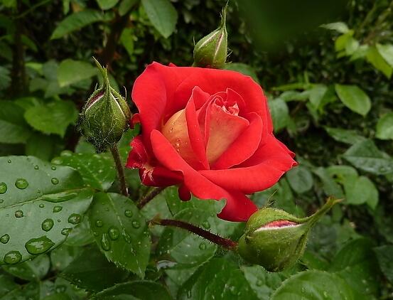 玫瑰花語有哪些，代表著我愛你(濃濃的愛情)"