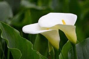 馬蹄蓮怎么修剪，馬蹄蓮的修剪方法"