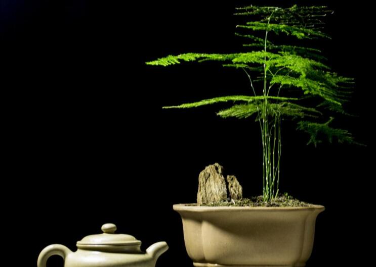 矮文竹怎么澆水，不合理的澆水會(huì)導(dǎo)致根部腐爛