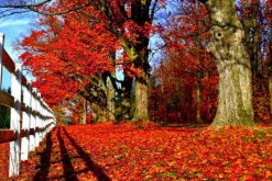 楓樹和梧桐的區(qū)別，可以通過以下4點(diǎn)對它們進(jìn)行區(qū)分"