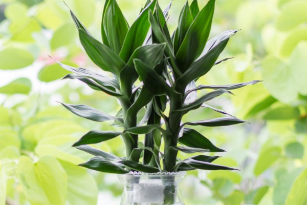 富貴竹斷了還能活嗎，精心養(yǎng)護(hù)有九成幾率存活"