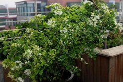 九里香盆景怎么養(yǎng)，確保九里香爆盆的5大要點"