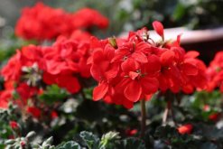 天竺葵不開花怎么辦，分析原因及時處理"