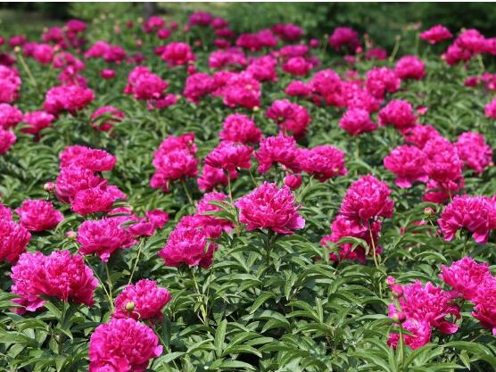 牡丹花花期，牡丹花的花期4-5月份(綻放十天)"