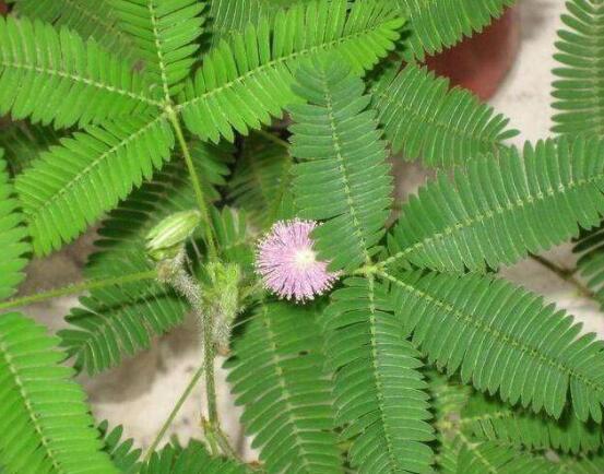 含羞草怎么養(yǎng)活，做好五個(gè)要點(diǎn)存活率百分百"