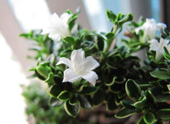 金邊六月雪幾月開花，每年六月份含苞盛放/潔白如雪"