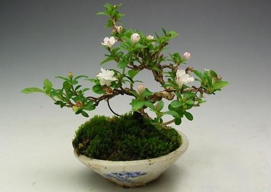 六月雪盆景為啥不吉利，其實是一種被人誤解的植物"