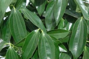 平安樹葉子干枯是怎么回事，環(huán)境變化過大要養(yǎng)護(hù)一段時間"