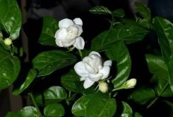 茉莉花葉斑病如何防治，及時摘除病葉是關鍵"