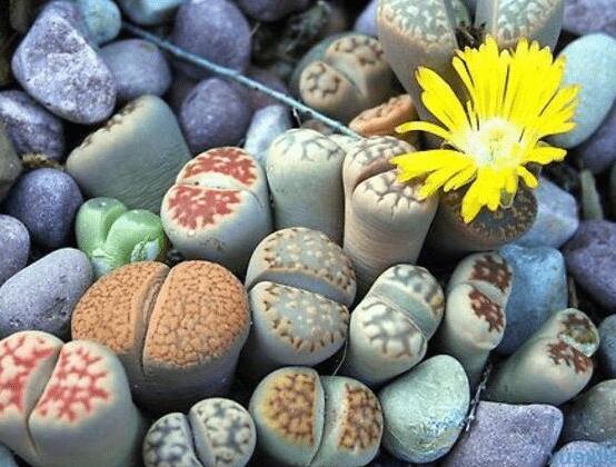 生石花夏天發(fā)皺，保持散射光環(huán)境/盆土疏松透氣"