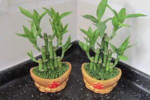 富貴竹的種類有哪些，盆栽富貴竹圖片大全"