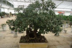 桂花葉子干枯怎么辦，控制光照并減少澆水"