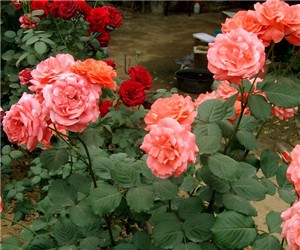 如何讓月季花月月開花？"