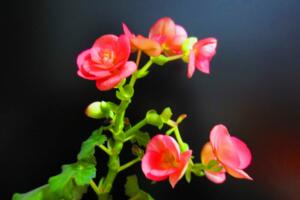 麗格海棠一棵能養(yǎng)幾年，最長三年第一年最重要"