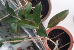 桂花葉子掉光還能活嗎，只要植株沒(méi)死就能夠救活"