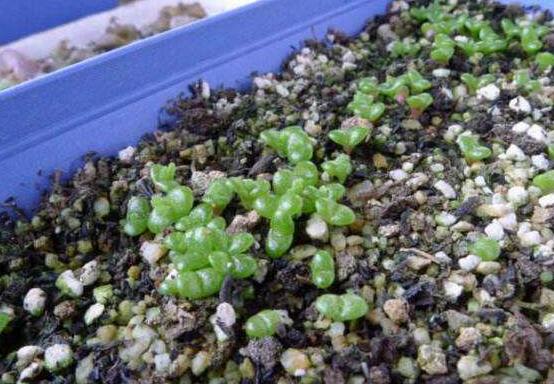 碧光環(huán)多肉怎么分栽，教你五個(gè)步驟盆盆爆滿"