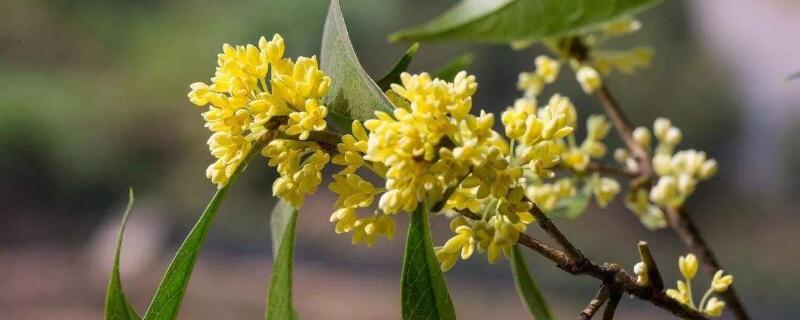 四季桂怎么養(yǎng)"