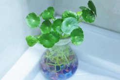 銅錢(qián)草水培里面有蟲(chóng)怎么辦，清水清洗換水重新水培"