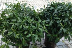 平安樹(shù)放在什么地方風(fēng)水最好，大門(mén)、客廳、陽(yáng)臺(tái)"