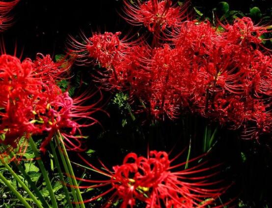 彼岸花的傳說與花語，代表著優(yōu)美的純潔、相互思念"