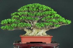 榕樹盆景圖片，獨特藝術欣賞"