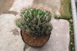 仙人球是怎樣繁殖的，有扦插/嫁接/播種三種方法"