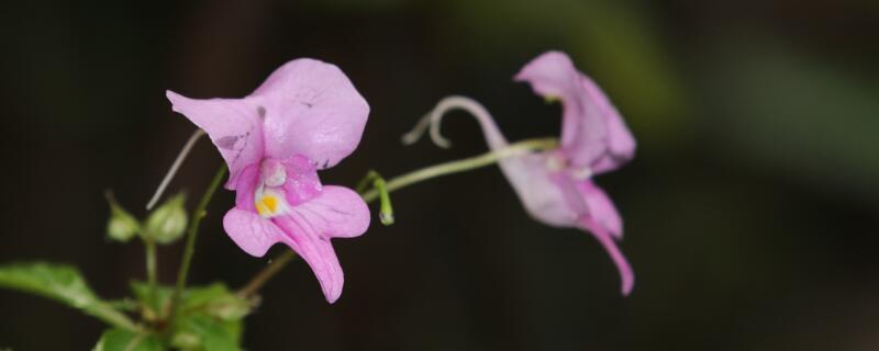鳳仙花的花包括哪些部分"