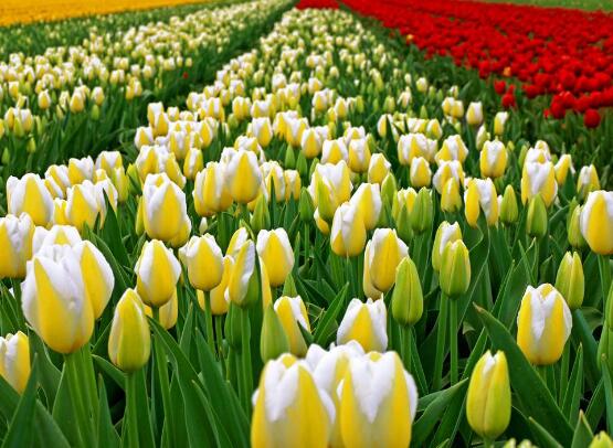 郁金香花期，每年花期為3-5月"