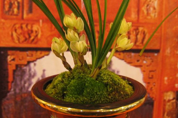 名貴蘭花品種有哪些，素冠荷鼎一株賣400萬人民幣