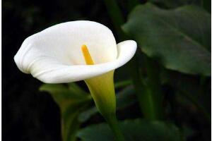 馬蹄蓮什么時候開花，馬蹄蓮不開花的原因"